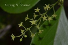 Celastrus paniculatus